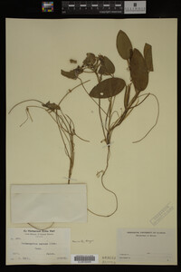 Image Associated With the Occurrence