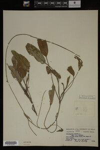 Image Associated With the Occurrence