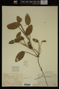 Image Associated With the Occurrence