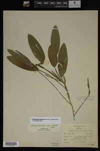 Potamogeton nodosus image