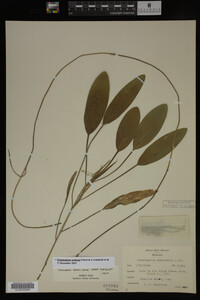 Potamogeton nodosus image