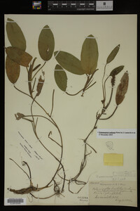 Potamogeton nodosus image
