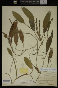 Potamogeton nodosus image