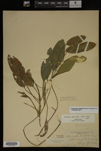 Potamogeton nodosus image