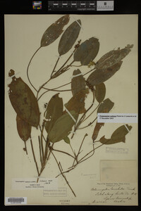 Potamogeton nodosus image