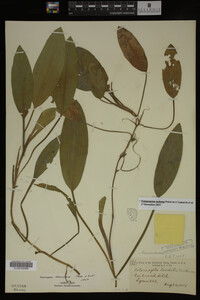 Potamogeton nodosus image