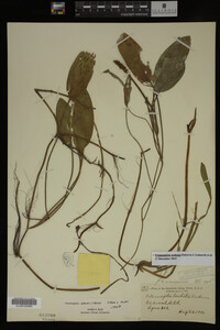 Potamogeton nodosus image
