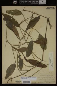 Potamogeton nodosus image
