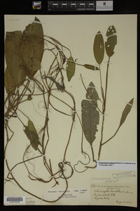 Potamogeton nodosus image