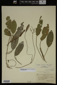 Potamogeton nodosus image