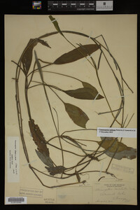 Potamogeton nodosus image