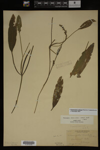 Potamogeton nodosus image