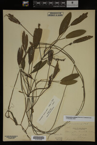 Potamogeton nodosus image