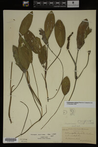 Potamogeton nodosus image