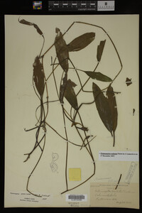 Potamogeton nodosus image