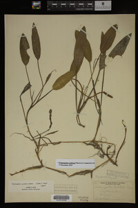 Potamogeton nodosus image