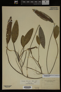 Potamogeton nodosus image