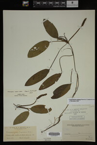 Potamogeton nodosus image