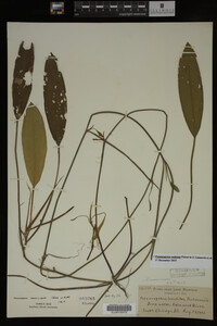 Potamogeton nodosus image