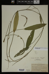 Potamogeton nodosus image