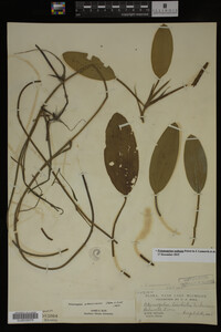 Potamogeton nodosus image