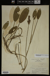 Potamogeton nodosus image
