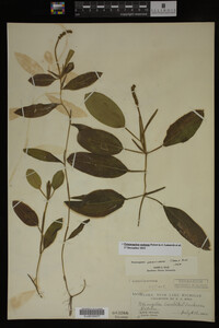 Potamogeton nodosus image
