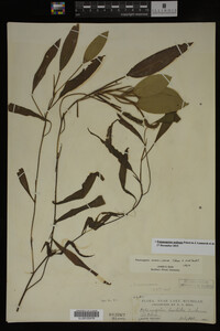 Potamogeton nodosus image