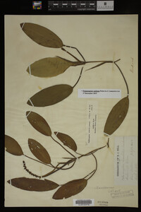 Potamogeton nodosus image