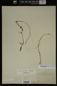 Potamogeton nodosus image