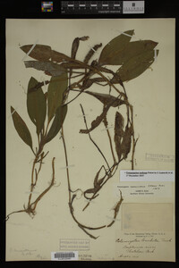 Potamogeton nodosus image