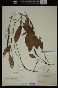 Potamogeton nodosus image