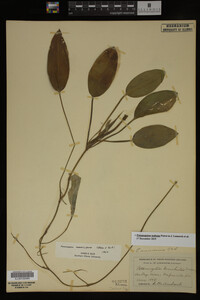 Potamogeton nodosus image