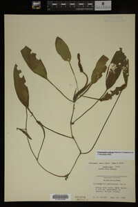 Potamogeton nodosus image