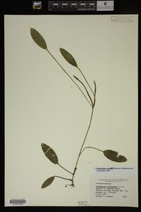 Potamogeton nodosus image