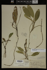 Potamogeton nodosus image