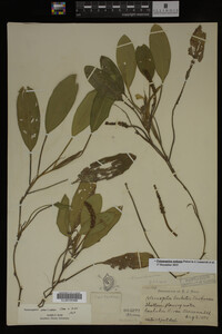 Potamogeton nodosus image