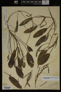 Potamogeton nodosus image