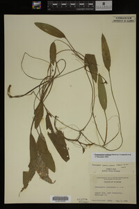 Potamogeton nodosus image
