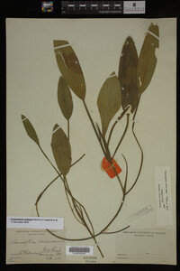 Potamogeton nodosus image
