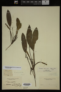 Media resource of Potamogeton nodosus