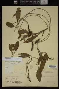 Potamogeton nodosus image