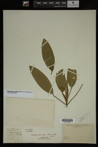 Potamogeton nodosus image