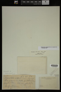 Potamogeton nodosus image