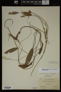 Potamogeton nodosus image
