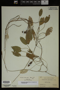 Potamogeton nodosus image