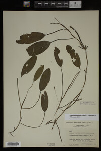 Potamogeton nodosus image