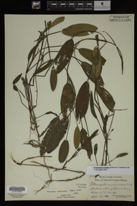 Potamogeton nodosus image