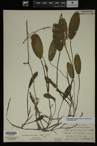Potamogeton nodosus image