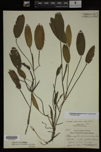 Potamogeton nodosus image